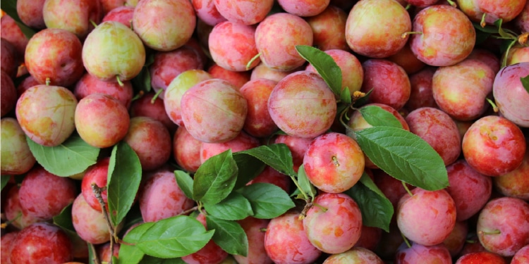 Koutaroumomo plums