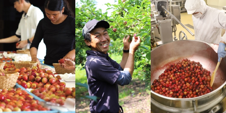 Harvest and processing